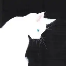  可爱猫猫情侣头像一对两张