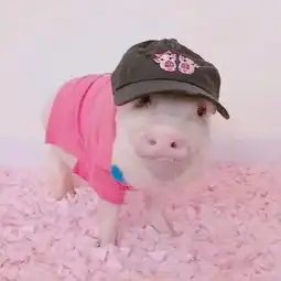 一猪一人的情侣头像的情