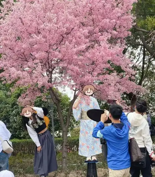  10万上海人涌入顾村公园一看傻眼每棵樱花树下,都有爬梯拍照的小姐姐