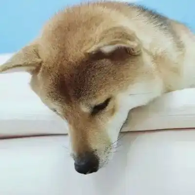  情侣头像狗狗系列
