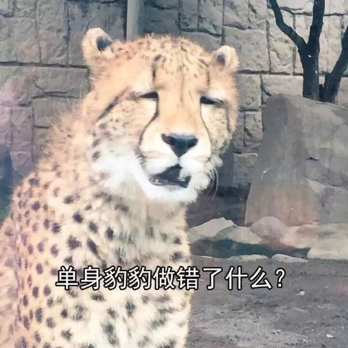  最新让人笑到岔气的沙雕朋友圈截图迟早我会被这届二货网友活活笑死