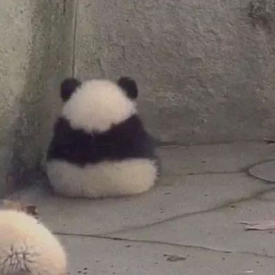  小熊猫可爱又调皮的头像沙雕头男生头像我要个性网