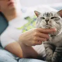  男人抱猫的高清头像暖男抱猫黑白头像