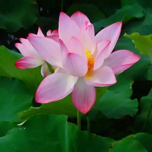  粉嫩荷花
