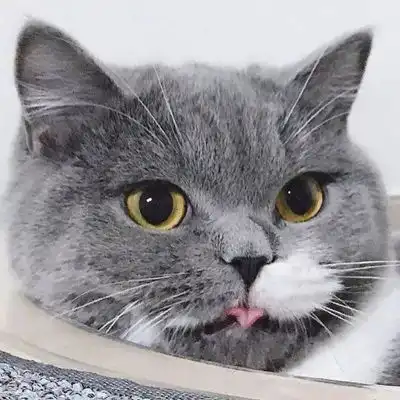  2023最新呆萌猫咪可爱图片