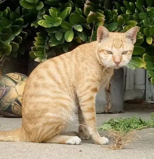  两只猫咪趁主人不在家时大战了三百回合,愣是把对方打出了猪头脸