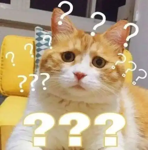  我听说把猫丢了再捡回来它就会变乖,结果它再也不相信我了