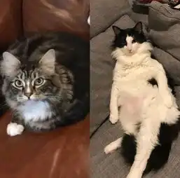  小猫的妈妈不愿照顾孩子,狗狗担任起了猫妈妈,真的太有爱了