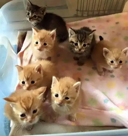  两只猫妈妈同时养8只宝宝是怎样一种体验
