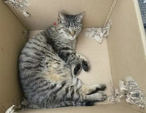  猫咪喜欢去超市闲逛,常被误以为是流浪猫,路人的反应太暖心
