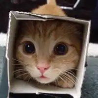 有关于猫的情侣头像集图