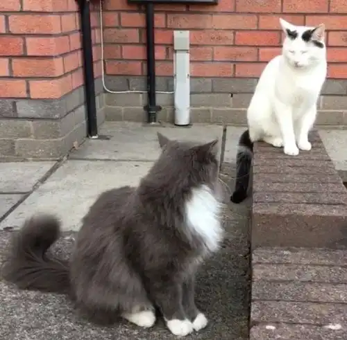  两只猫咪彼此情投意合,4年来总是甜蜜相依,公猫却有了外遇