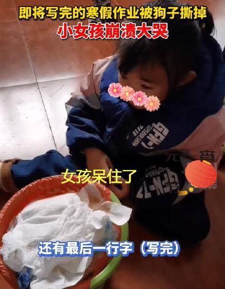  安徽女孩寒假作业还差一行字写完,结果却被狗撕碎,情绪崩溃