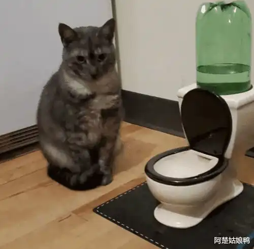 抱猫的情侣头像看开