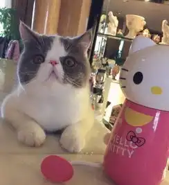 抱猫的情侣头像李晨