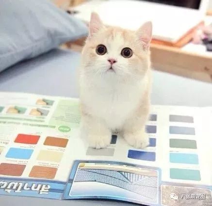 女生可爱头像萌萌哒猫咪