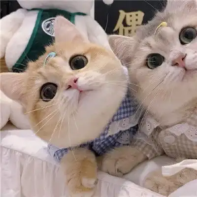  小喵咪的情侣头像