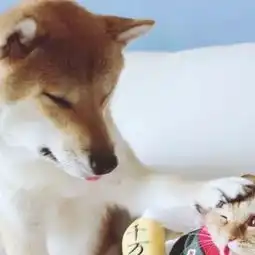  猫猫狗狗的有爱情侣头像