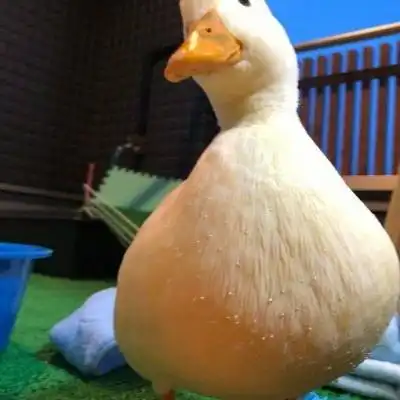  鸭子图片头像网红小鸭头像图片大全