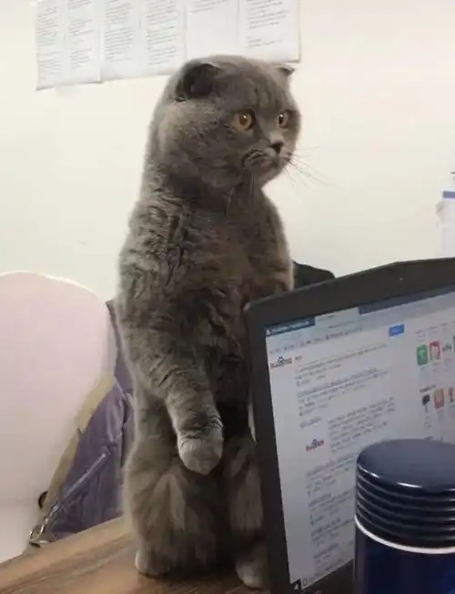  猫咪会一左一右扭脖子,网友一瞧觉得是新疆猫