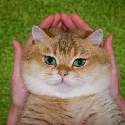 抱猫的情侣头像橘猫