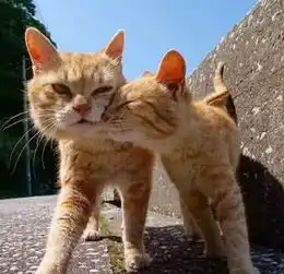 两只猫咪图片情侣头像头