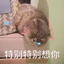  适合情侣用的萌宠表情包,萌出天际