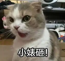 表情包情侣头像猫咪