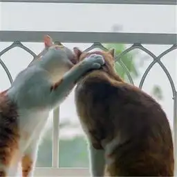 公猫对着母猫说了什么悄悄话说完公猫这反应网友笑到不能自拔
