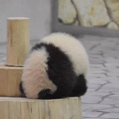  小熊猫可爱又调皮的头像沙雕头男生头像我要个性网