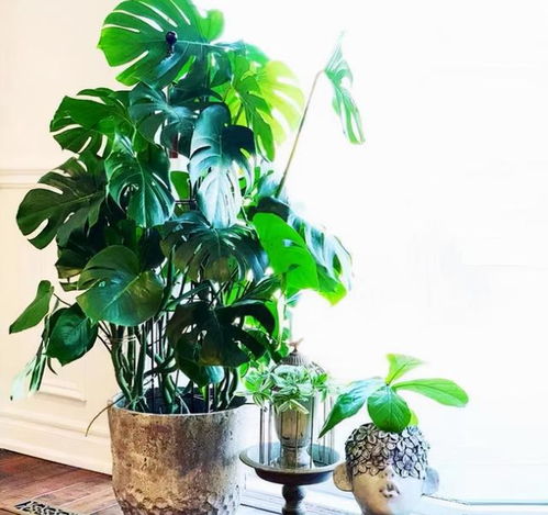  5种喜水植物,越浇水越疯长,适合新手