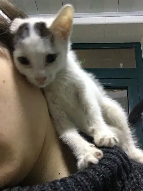  上海高架救下小奶猫求个温暖的家