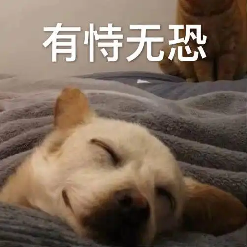 两只猫咪图片情侣头像两