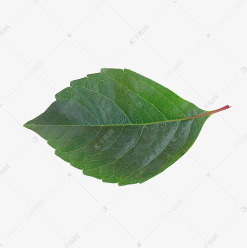 一片树叶头像