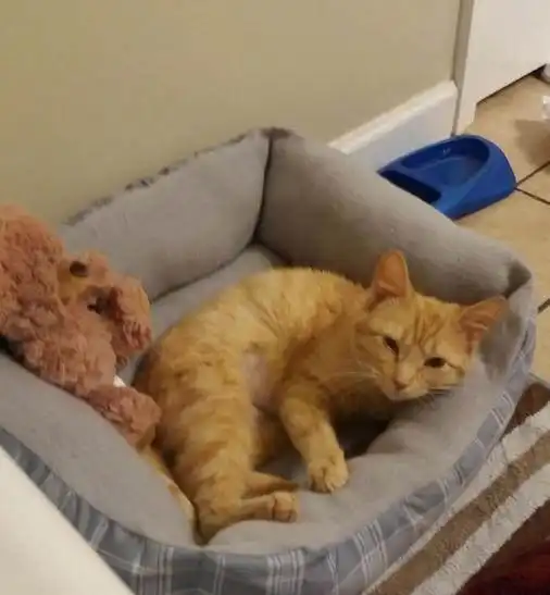  6个月大就怀孕的流浪橘猫,啪叽一下赖上了小哥不许走养我