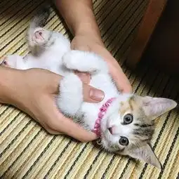  小奶猫被主人抚摸了几下,就仰着头睡着了太可爱,真想偷偷抱走