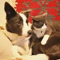 猫狗情侣头像一左一右不