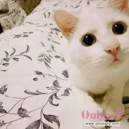  很有镜头感的猫猫