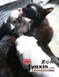  母猫收养两只孤儿小狗给其洗澡教其抓老鼠