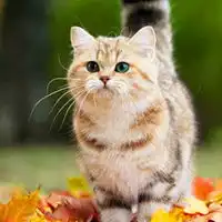  委屈脸大眼萌猫头像图片大全小喵星人可爱萌头像图片浏览