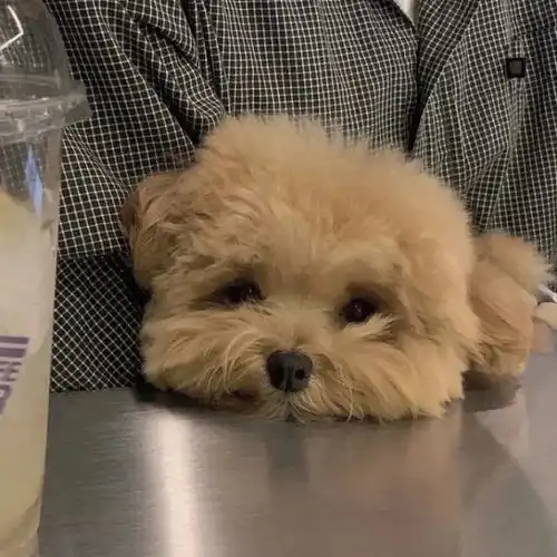 狗狗情侣头像一对极简