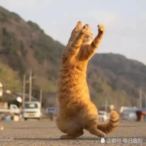  超可爱的情侣猫猫头火了相遇不必太早,只要刚刚好