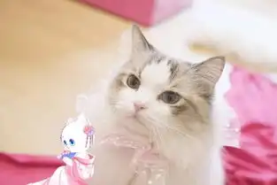  这个情人节,我被一群猫撩了
