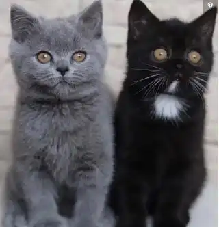  长着阴阳脸的猫爸爸,生了两只不一样的小猫