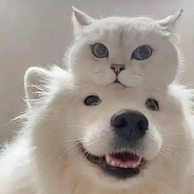 情侣头像狗猫咪