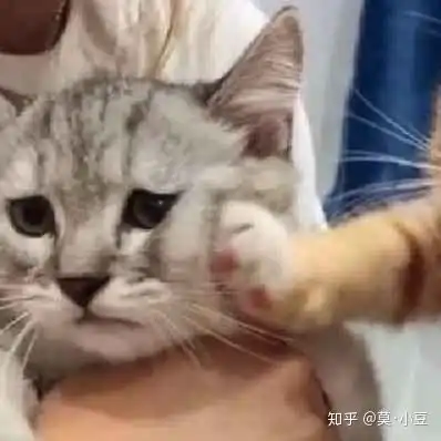 萌宠情侣头像情头