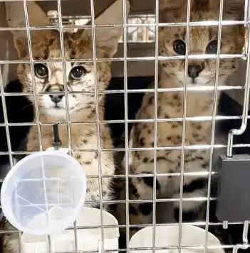  原本玩偶大小的猫咪,一年后,比狗狗还要高,网友具有一种野性美