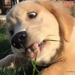 情侣头像狗狗子