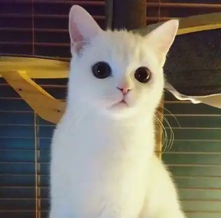  是不是只有我一个人从小爱喝芬达