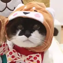  情侣头像以后会有猫的女儿也会有的